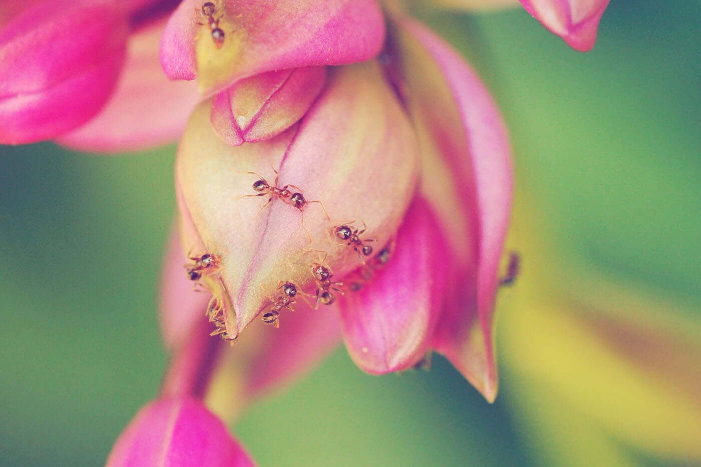 Ants on Plants. 